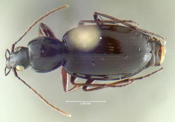 Media type: image;   Entomology 602291 Aspect: habitus dorsal view